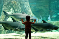 世界淡水魚園水族館 アクア・トト ぎふの写真