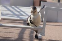 アクアワールド茨城県大洗水族館の写真