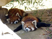 鯖江市西山動物園の写真