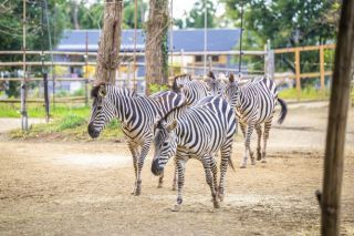 八木山動物公園の写真３