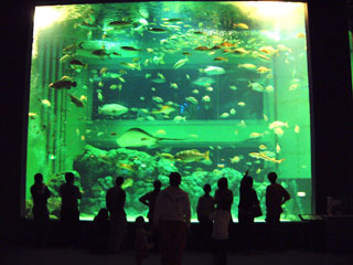上越市水族博物館うみがたりの写真４