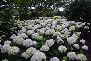 伊豆大島椿花ガーデンの写真４