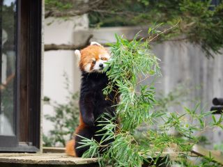 千葉市動物公園写真１