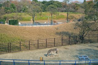 千葉市動物公園の写真３