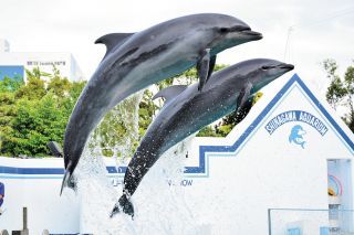 しながわ水族館写真１