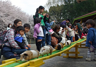 智光山公園こども動物園写真２