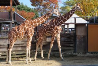 福山市立動物園写真１