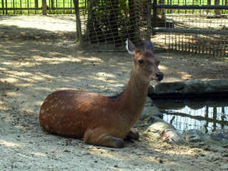 大崎公園子供動物園の写真３