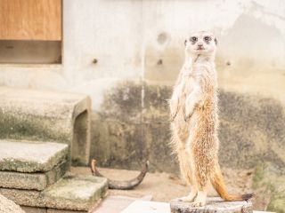 岡崎市東公園動物園の写真３