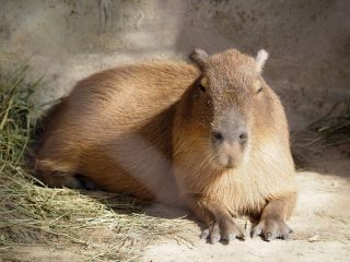 岡崎市東公園動物園の写真４