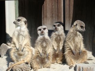 岡崎市東公園動物園写真１