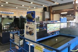 とっとり賀露かにっこ館の写真３