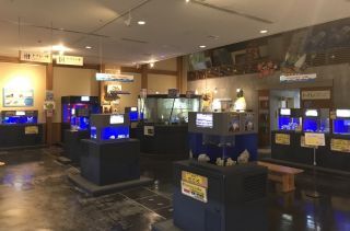 とっとり賀露かにっこ館の写真４