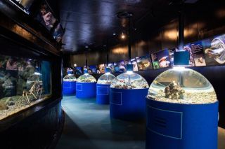 新屋島水族館の写真４