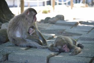 高崎山自然動物園写真２