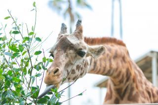 フェニックス自然動物園写真１