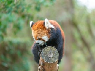 フェニックス自然動物園の写真３