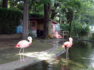 板橋区立こども動物園の写真４