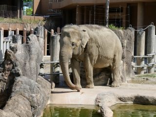 東山動植物園の写真３