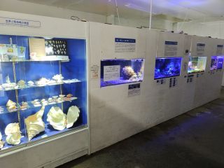 のもざきの小さな水族館の写真3