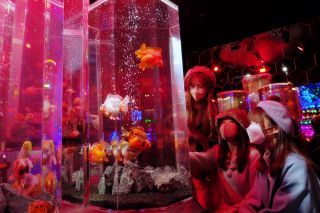 沖縄金魚ミュージアム写真２