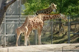 いしかわ動物園写真１