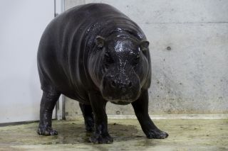 いしかわ動物園写真２