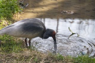 いしかわ動物園の写真３