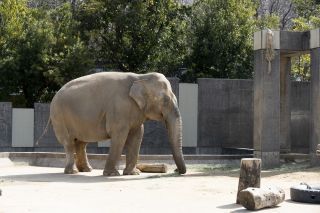 いしかわ動物園の写真４