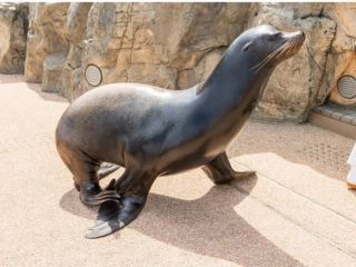大洗水族館写真２