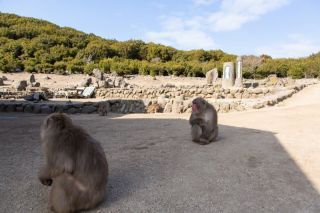 銚子渓自然動物園おさるの国写真１