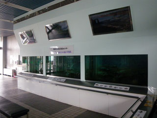 多摩川ふれあい水族館写真１
