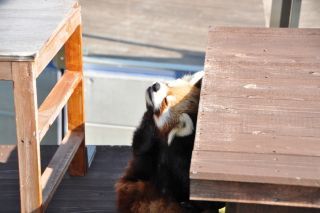 徳山動物園写真２
