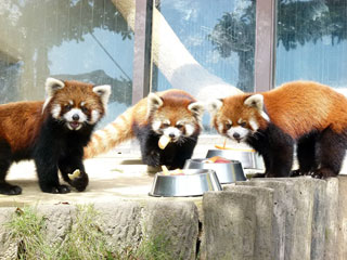 鯖江市西山動物園の写真３