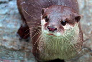 ぷにぷにおてて 可愛すぎるカワウソと握手ができちゃう動物園 水族館