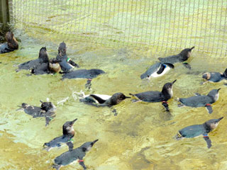 フェアリーペンギンの群れ
