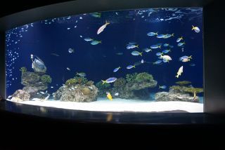 奄美のサンゴ礁