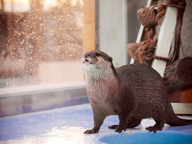 äº¬æ€¥æ²¹å£ºãƒžãƒªãƒ³ãƒ'ãƒ¼ã‚¯ã®å–¶æ¥­æ¡ˆå†…ã‚„åœ°å›³ã‚¢ã‚¯ã‚»ã‚¹æƒ…å ± å‹•ç‰©åœ' æ°´æ—é¤¨ç‰¹é›†