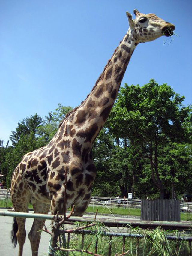 札幌市円山動物園の営業案内や地図アクセス情報 動物園 水族館特集