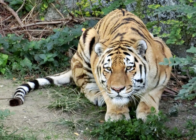 天王寺動物園 営業時間、料金、地図・アクセス情報｜動物園・水族館特集