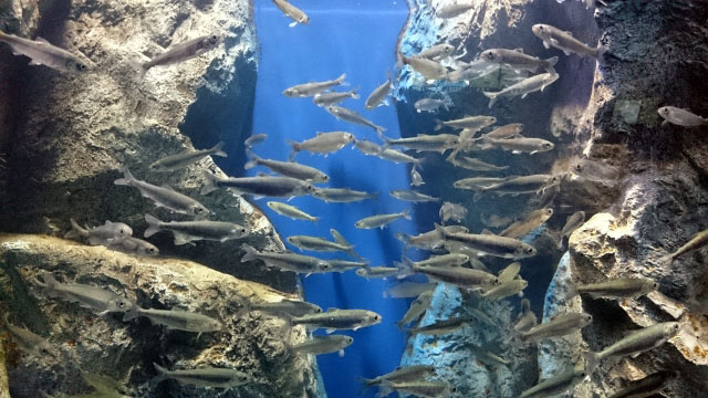 北の大地の水族館 山の水族館の営業案内や地図アクセス情報 動物園 水族館特集