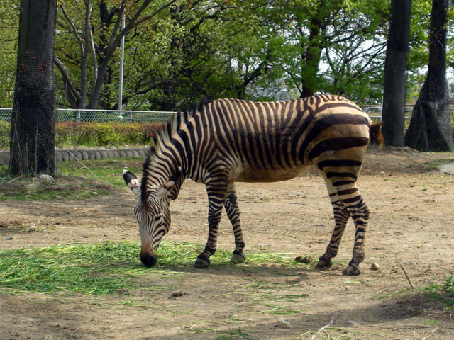 埼玉県こども動物自然公園の営業案内や地図アクセス情報 動物園 水族館特集