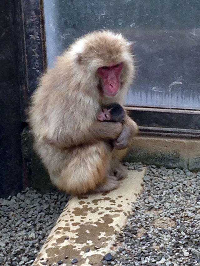 高尾山さる園 野草園の営業案内や地図アクセス情報 動物園 水族館特集