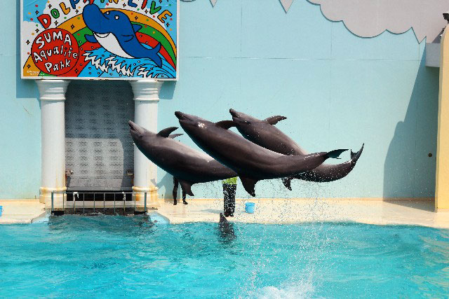 神戸市立須磨海浜水族園の営業案内や地図アクセス情報 動物園 水族館特集