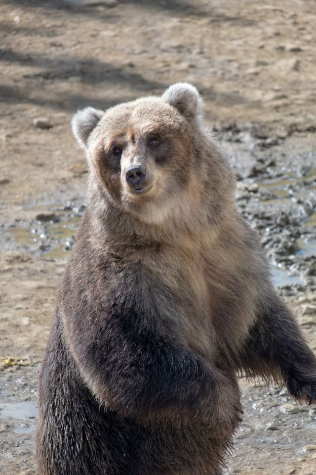 くまくま園の営業案内や地図アクセス情報 動物園 水族館特集