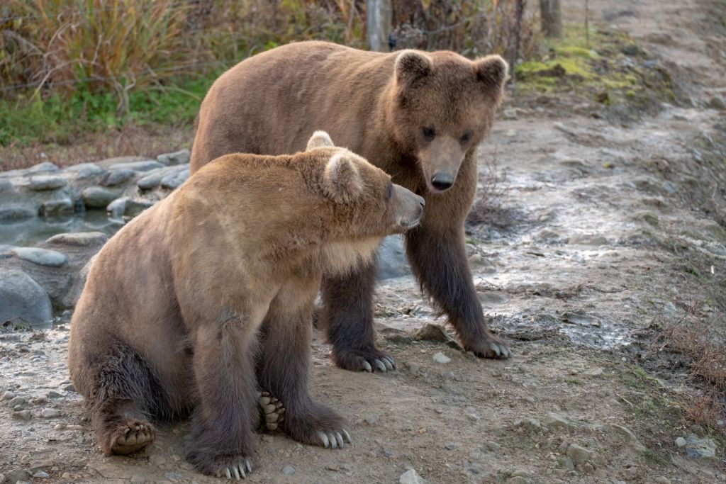 くまくま園の営業案内や地図アクセス情報 動物園 水族館特集